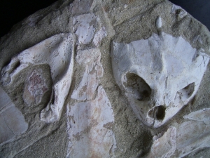 Schildkröten-Schädel