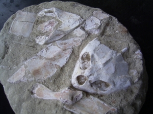 Schildkröten-Schädel