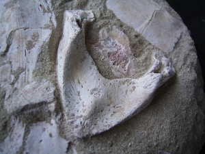 Schildkröten-Schädel