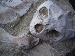 Schildkröten-Schädel