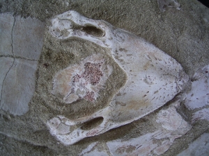 Schildkröten-Schädel