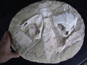 Schildkröten-Schädel