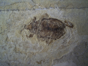 Fossiler Käfer aus dem Oligozän