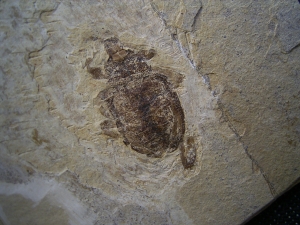 Fossiler Käfer aus dem Oligozän