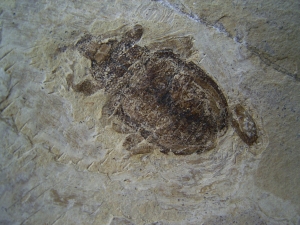 Fossiler Käfer aus dem Oligozän