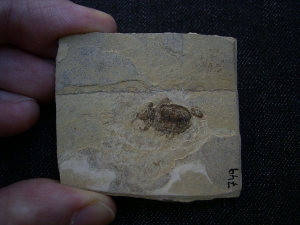 Fossiler Käfer aus dem Oligozän