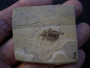 Fossiler Käfer aus dem Oligozän