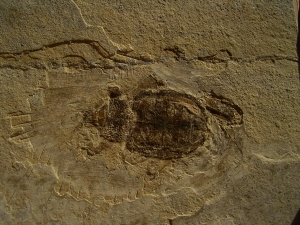 Fossiler Käfer aus dem Oligozän