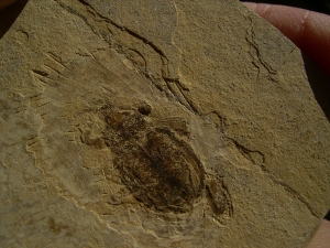 Fossiler Käfer aus dem Oligozän