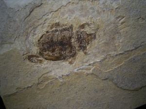 Fossiler Käfer aus dem Oligozän