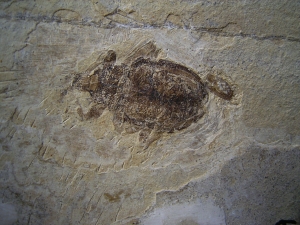Fossiler Käfer aus dem Oligozän