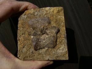 Tanystropheus Wirbel aus dem Muschelkalk