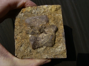 Tanystropheus Wirbel aus dem Muschelkalk