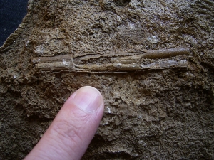 Ammonitenplatte aus Schlaifhausen #3