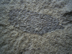 Insektenflügel aus dem unteren Jura