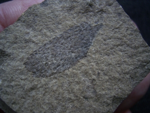 Insektenflügel aus dem unteren Jura