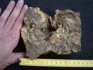 Ammonitenplatte aus Schlaifhausen #4