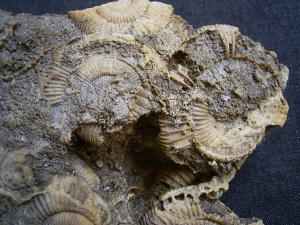 Ammonitenplatte aus Schlaifhausen #4
