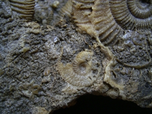 Ammonitenplatte aus Schlaifhausen #4