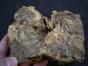 Ammonitenplatte aus Schlaifhausen #4