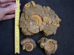 Ammoniten aus Schlaifhausen