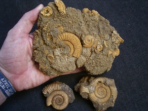 Ammoniten aus Schlaifhausen