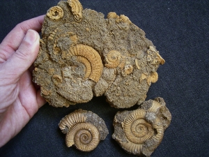 Ammoniten aus Schlaifhausen