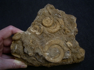 Ammonitenstufe aus Schlaifhausen