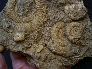 Ammonitenstufe aus Schlaifhausen