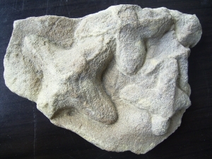 Sandkorallen aus dem Unterkambrium