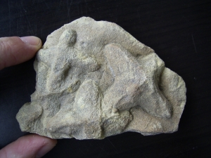 Sandkorallen aus dem Unterkambrium