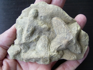 Sandkorallen aus dem Unterkambrium