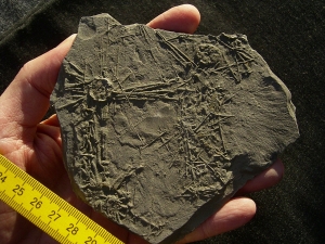 Seeigelplatte Diademopsis aus Holzmaden