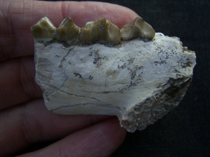 Hyaenodon jaw fragment