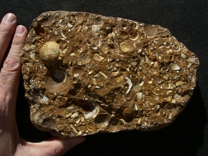 Sternberger Kuchen aus dem Oligozaen