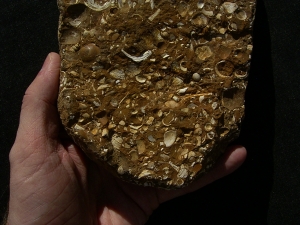 Sternberger Kuchen aus dem Oligozaen