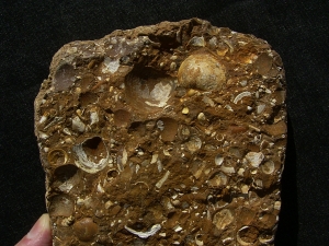 Sternberger Kuchen aus dem Oligozaen