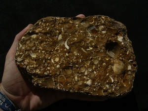Sternberger Kuchen aus dem Oligozaen