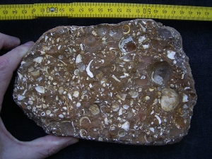 Sternberger Kuchen aus dem Oligozaen