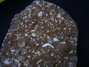 Sternberger Kuchen aus dem Oligozaen