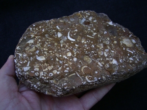 Sternberger Kuchen aus dem Oligozaen