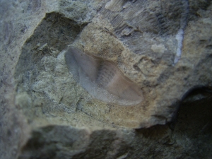 Trilobiten Pygidium, Greifenhain