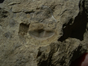 Trilobiten Pygidium, Greifenhain