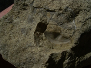 Trilobiten Pygidium, Greifenhain