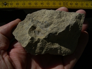 Trilobiten Pygidium, Greifenhain
