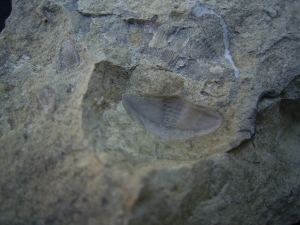 Trilobiten Pygidium, Greifenhain