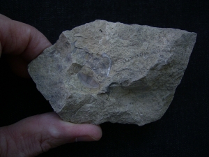 Trilobiten Pygidium, Greifenhain