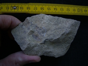 Trilobiten Pygidium, Greifenhain