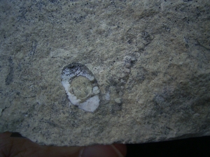 Trilobiten Pygidium, Greifenhain