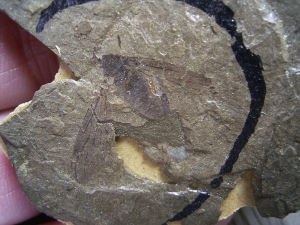 Insektenfossil aus dem Oligozän
